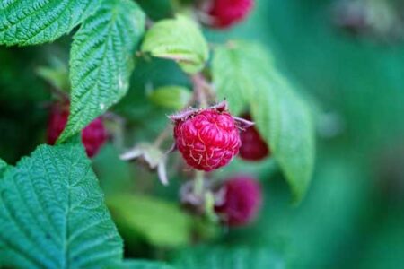 Make a Pair of Berry Picking Pants Image